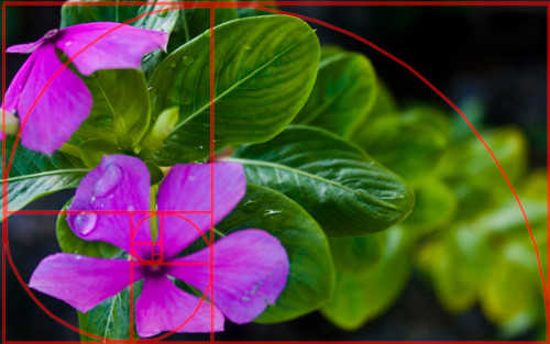 golden-triangle-flower-photography-mean-ratio.jpg
